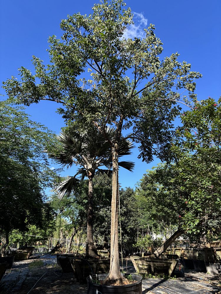 bursera-simaruba-gumbo-limbo