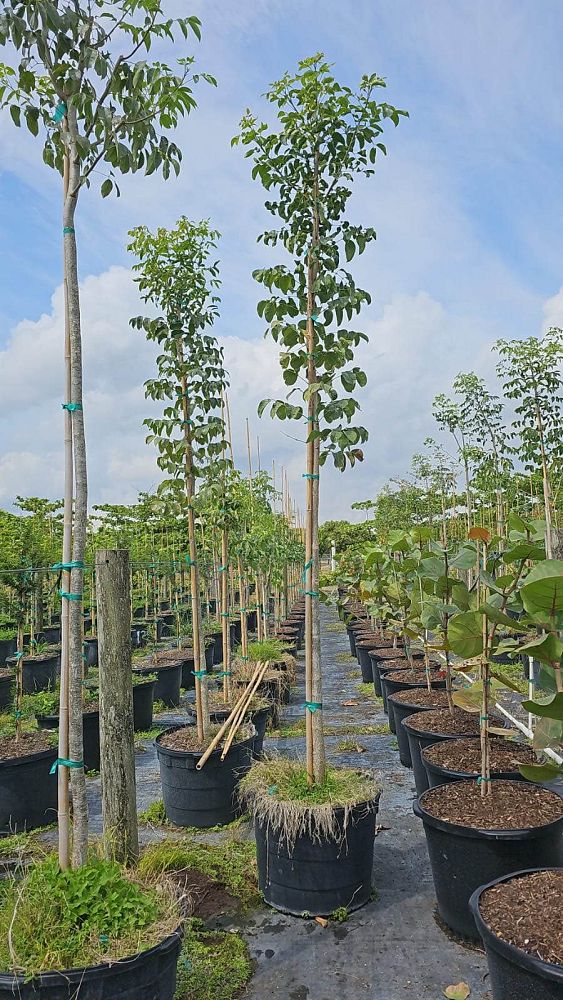 bursera-simaruba-gumbo-limbo