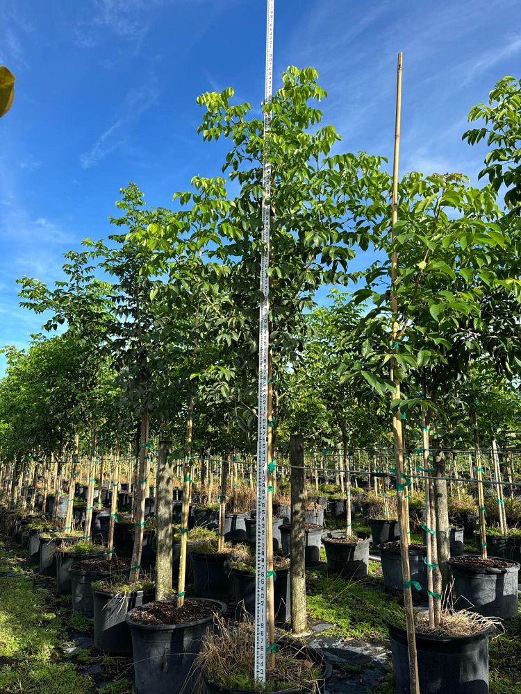 bursera-simaruba-gumbo-limbo