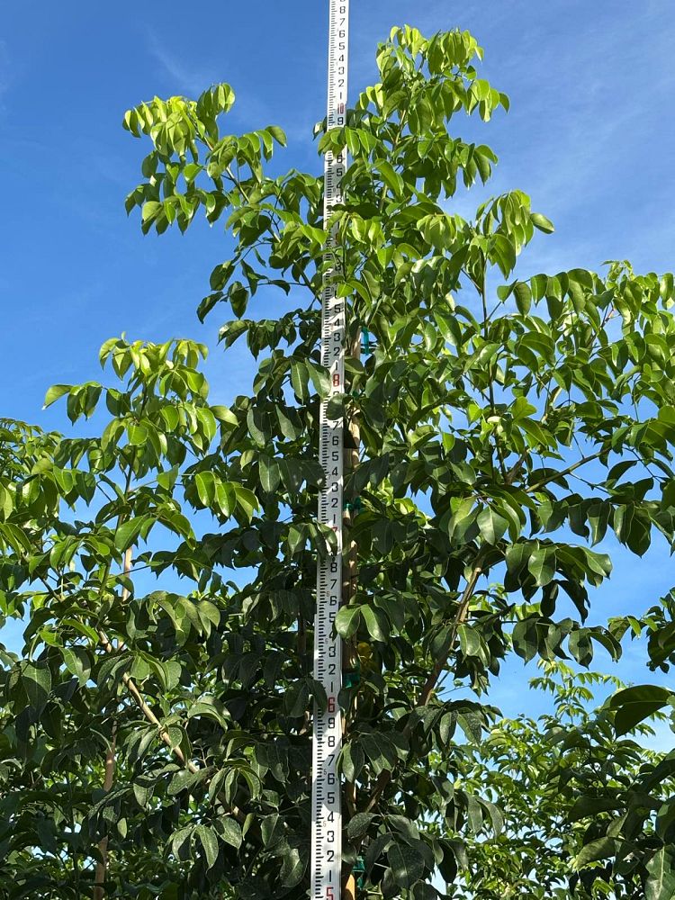 bursera-simaruba-gumbo-limbo