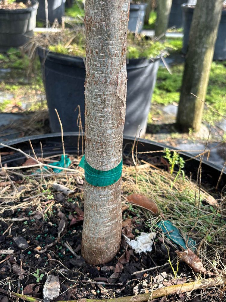 bursera-simaruba-gumbo-limbo