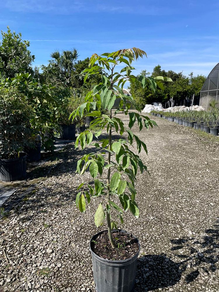 bursera-simaruba-gumbo-limbo