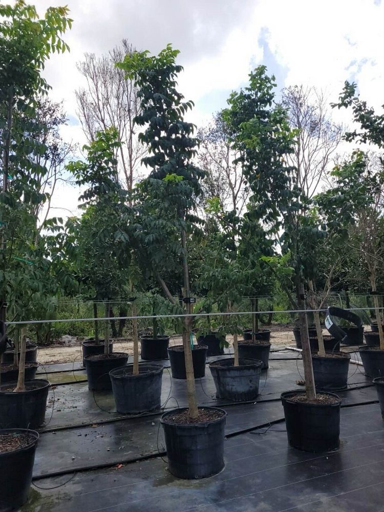 bursera-simaruba-gumbo-limbo