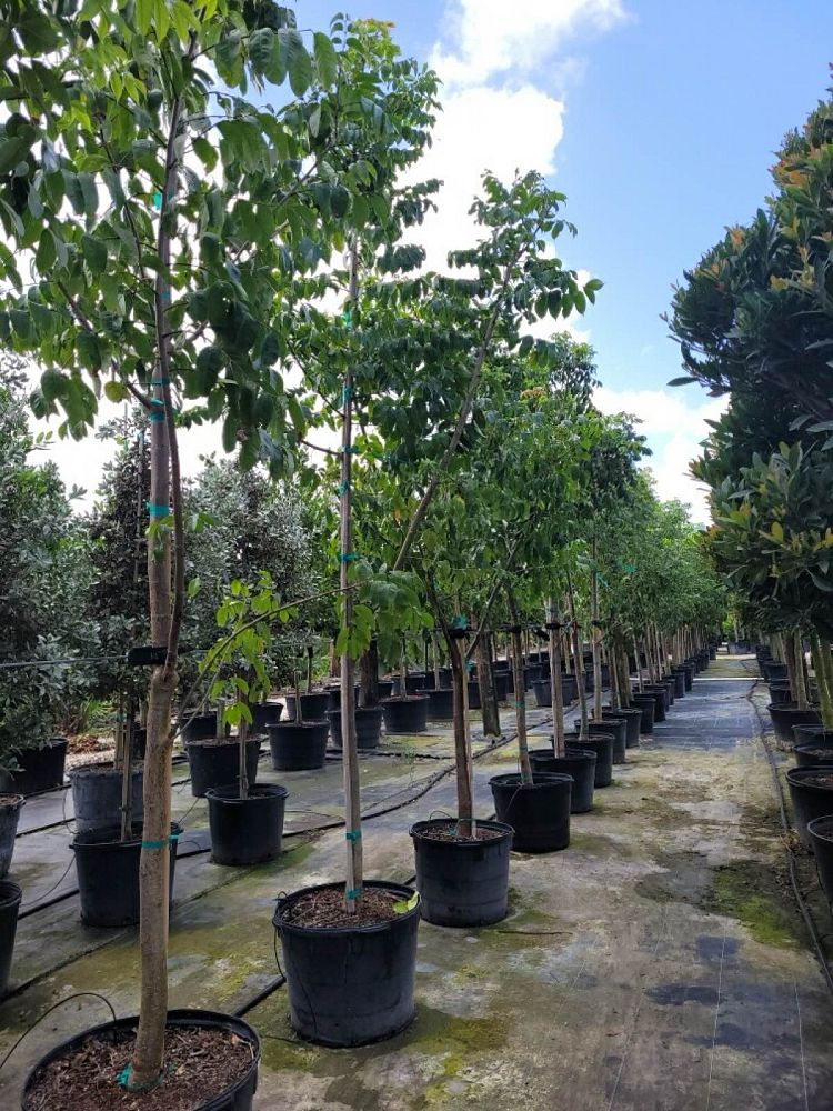 bursera-simaruba-gumbo-limbo