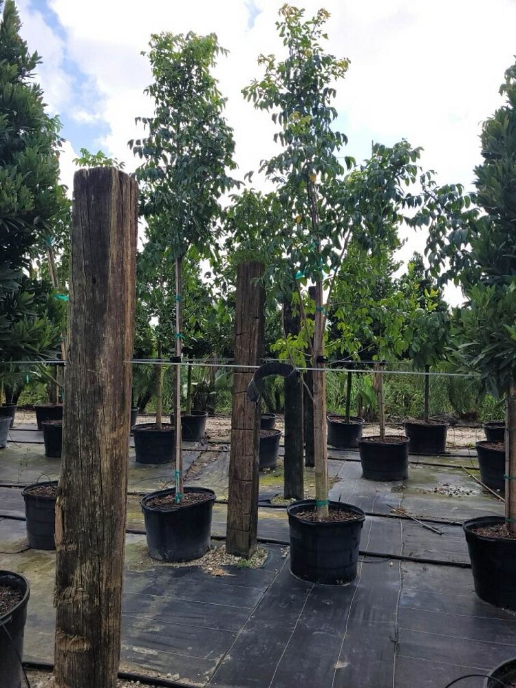 bursera-simaruba-gumbo-limbo