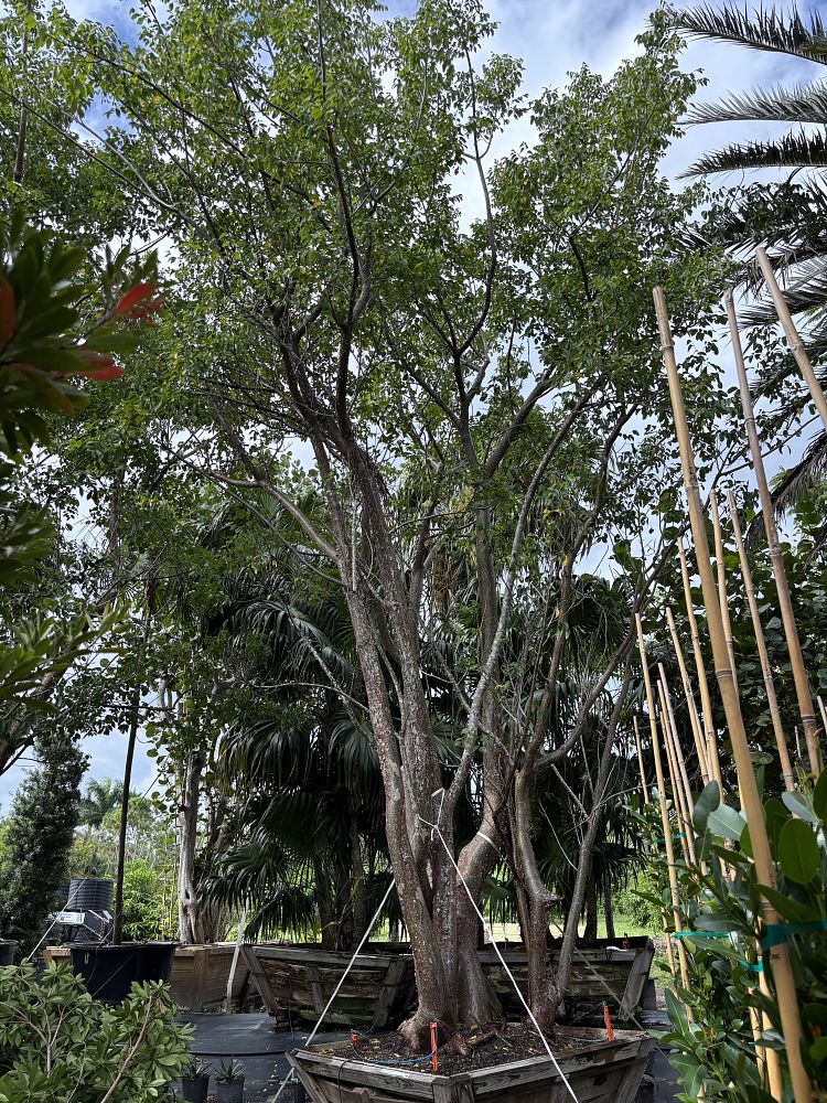 bursera-simaruba-gumbo-limbo