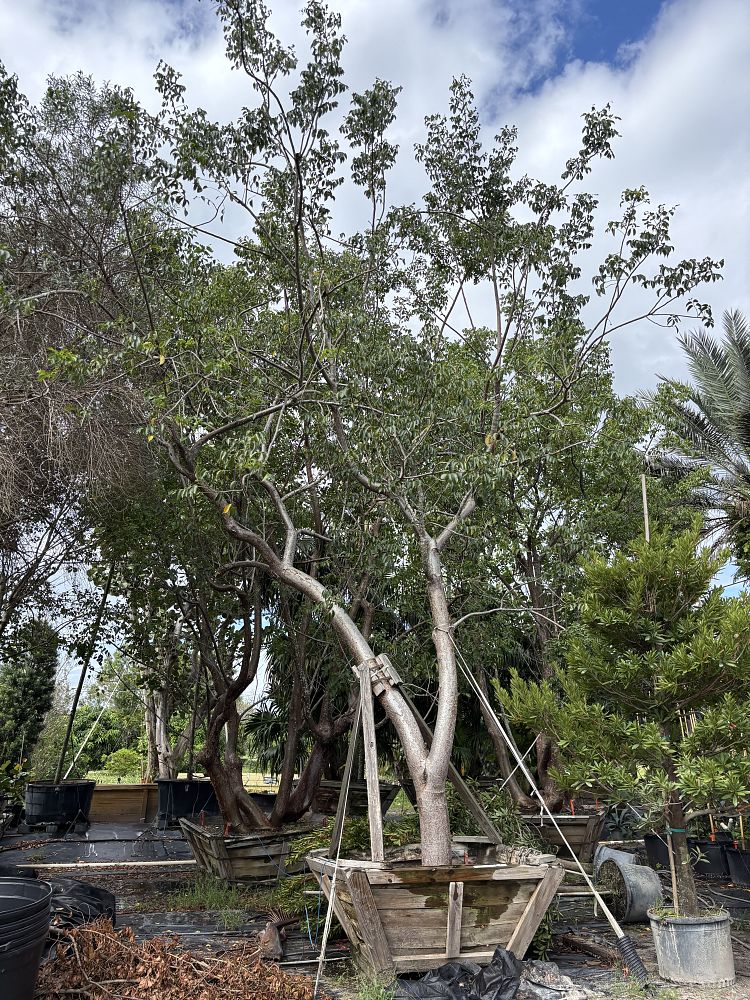 bursera-simaruba-gumbo-limbo