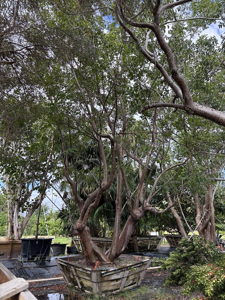 bursera-simaruba-gumbo-limbo