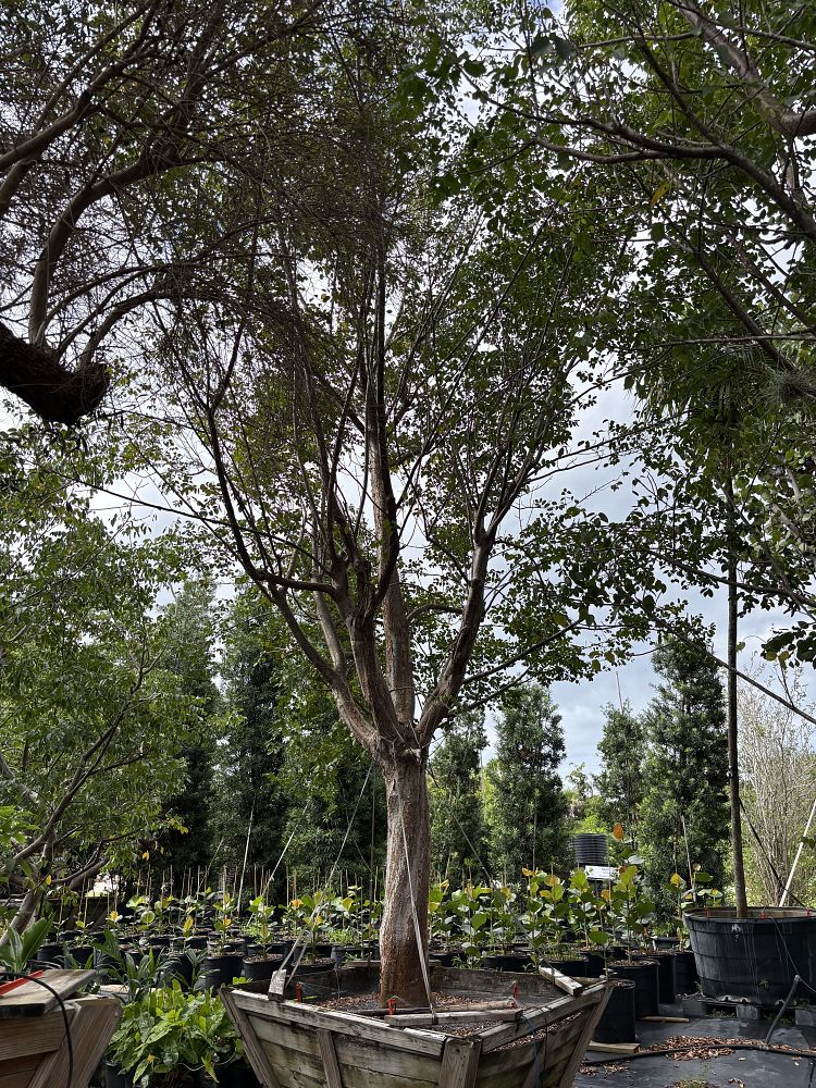 bursera-simaruba-gumbo-limbo