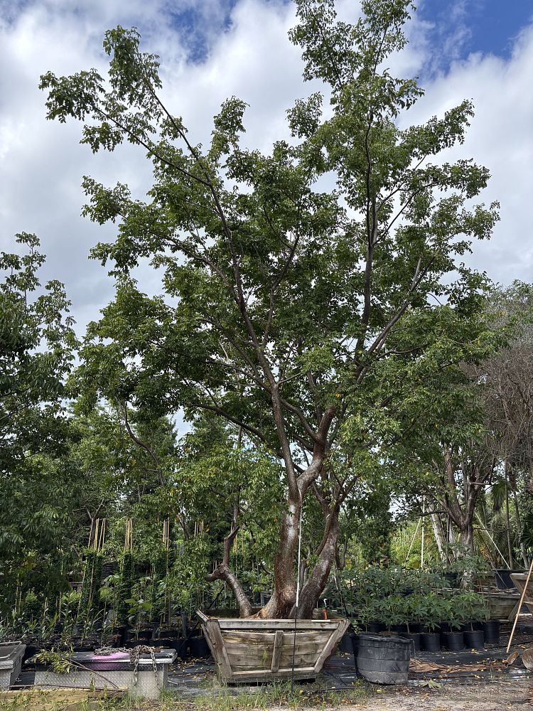 bursera-simaruba-gumbo-limbo