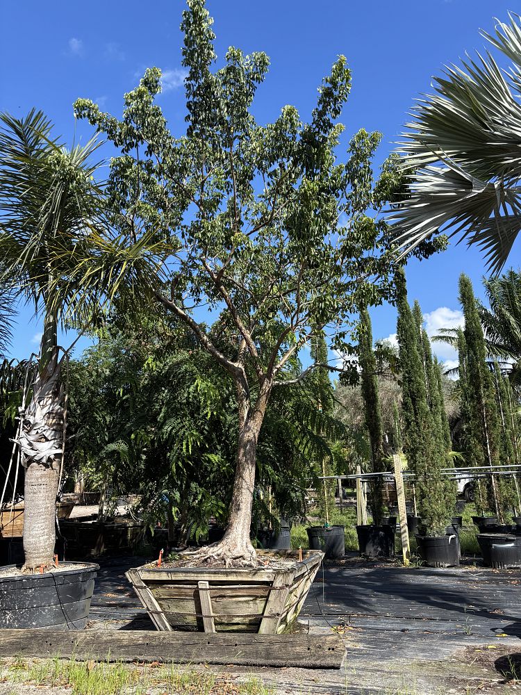 bursera-simaruba-gumbo-limbo