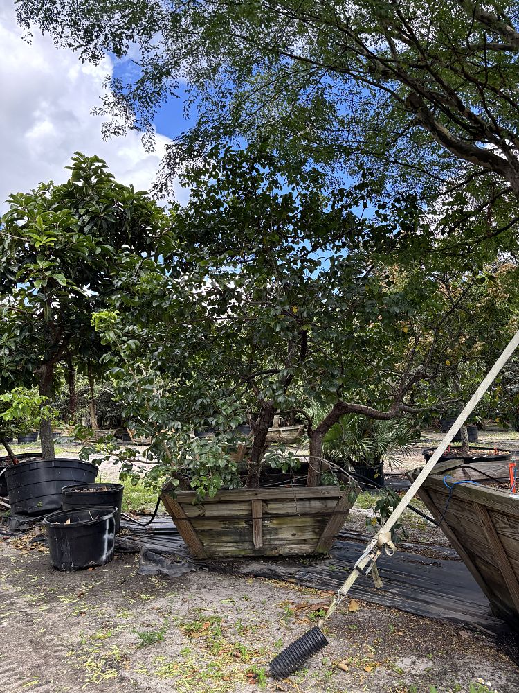 bursera-simaruba-gumbo-limbo