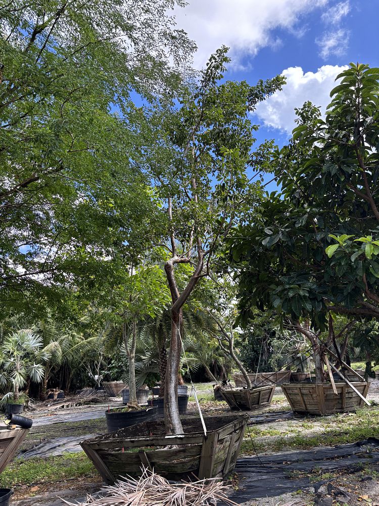 bursera-simaruba-gumbo-limbo