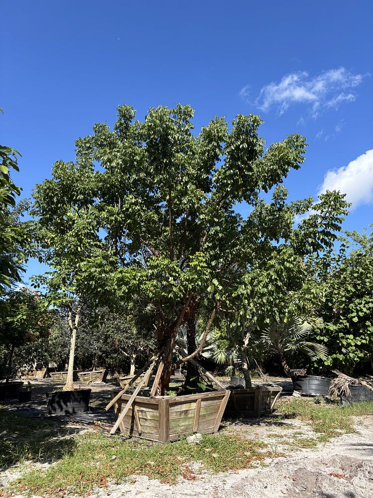 bursera-simaruba-gumbo-limbo