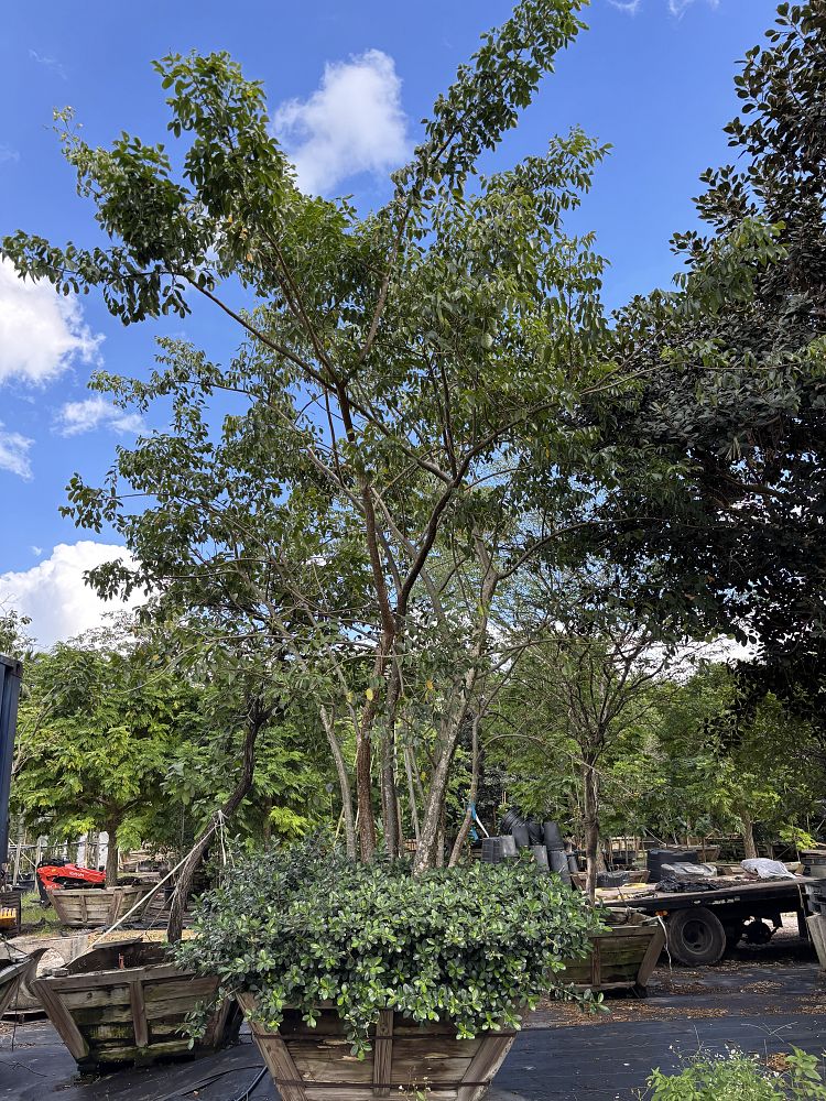 bursera-simaruba-gumbo-limbo