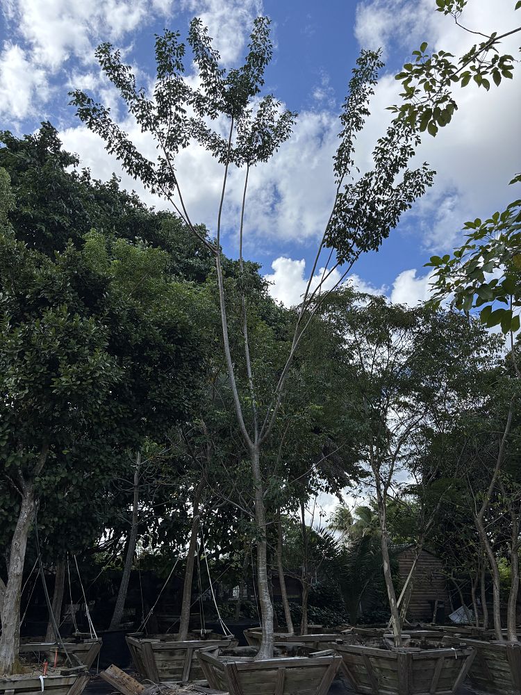 bursera-simaruba-gumbo-limbo