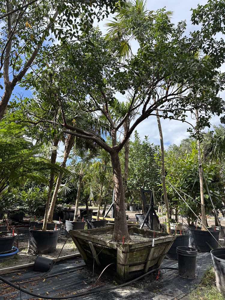 bursera-simaruba-gumbo-limbo