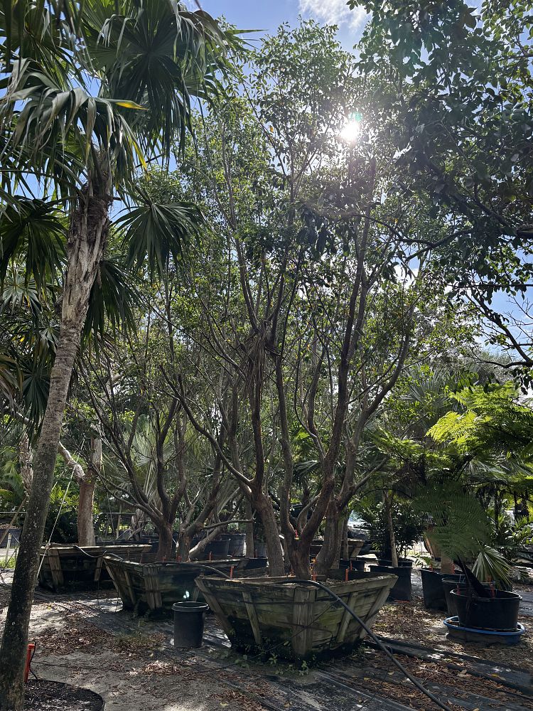 bursera-simaruba-gumbo-limbo