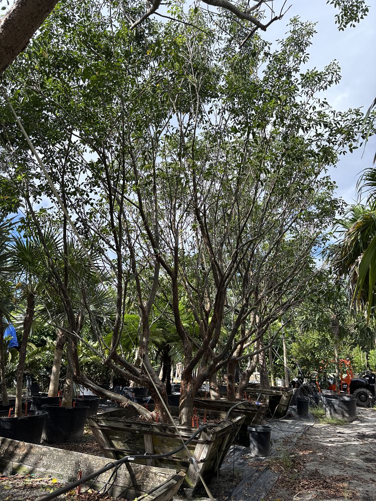 bursera-simaruba-gumbo-limbo