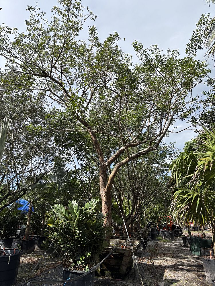 bursera-simaruba-gumbo-limbo