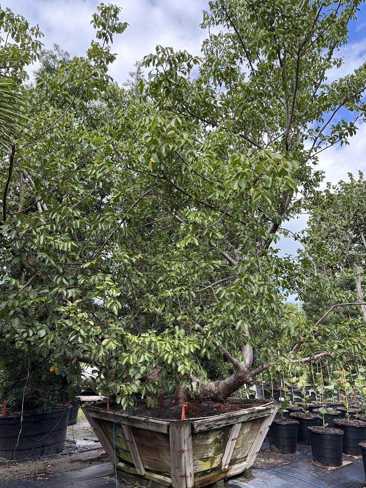 bursera-simaruba-gumbo-limbo