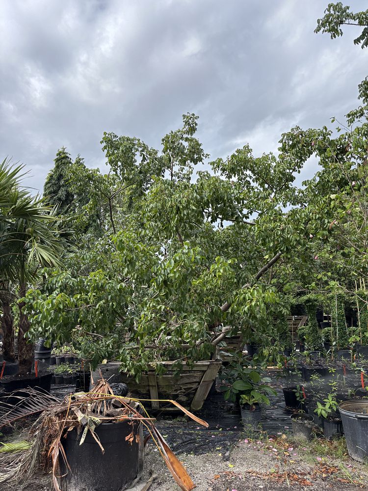 bursera-simaruba-gumbo-limbo