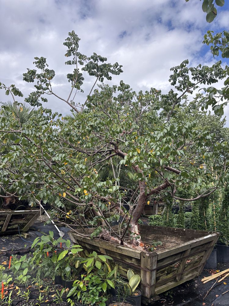 bursera-simaruba-gumbo-limbo