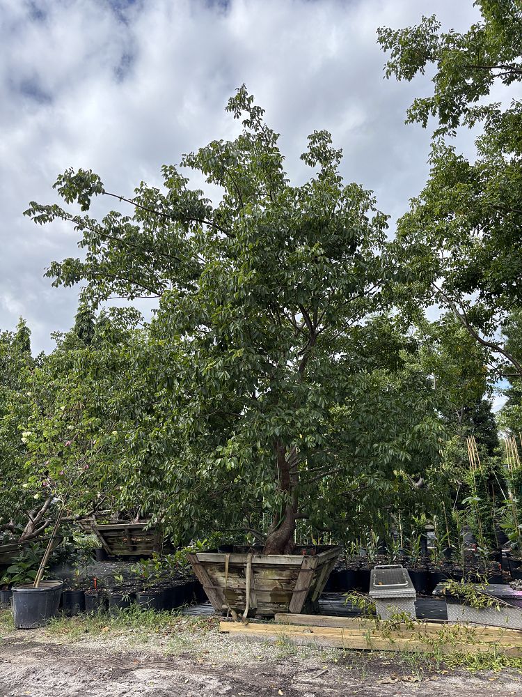 bursera-simaruba-gumbo-limbo