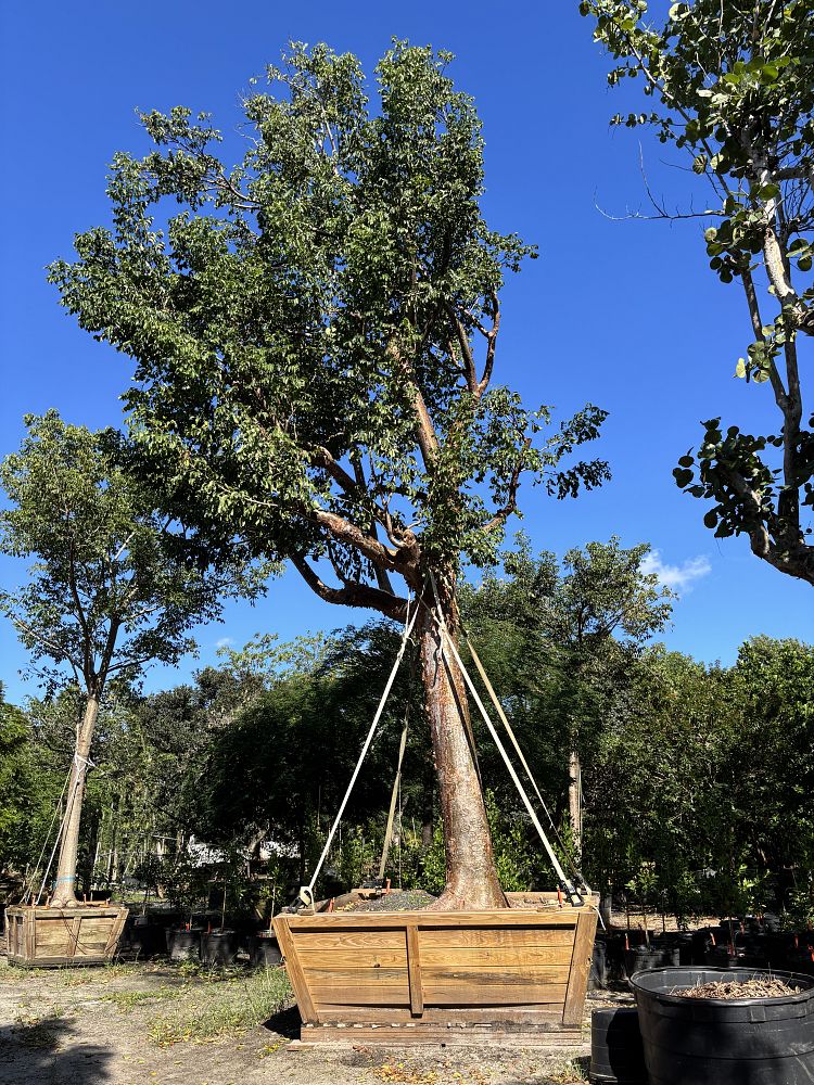 bursera-simaruba-gumbo-limbo