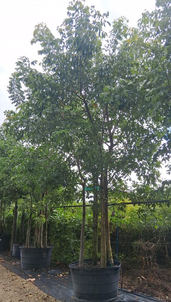 bursera-simaruba-gumbo-limbo