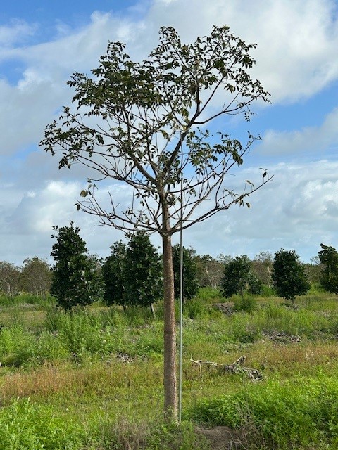 bursera-simaruba-gumbo-limbo