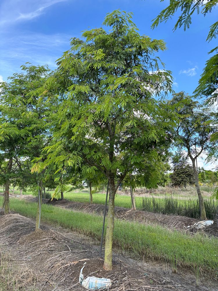 bursera-simaruba-gumbo-limbo