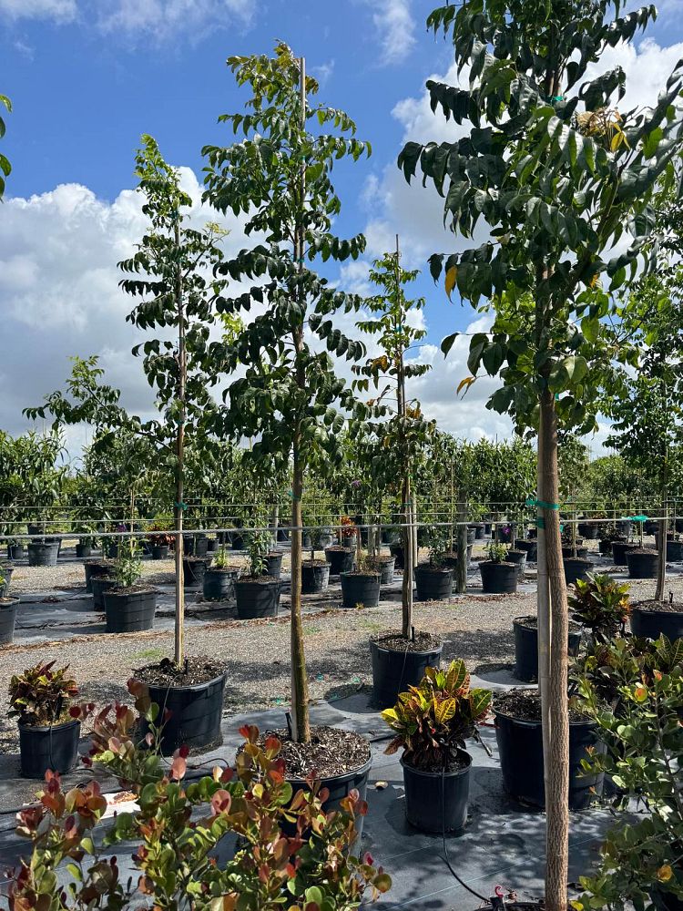 bursera-simaruba-gumbo-limbo