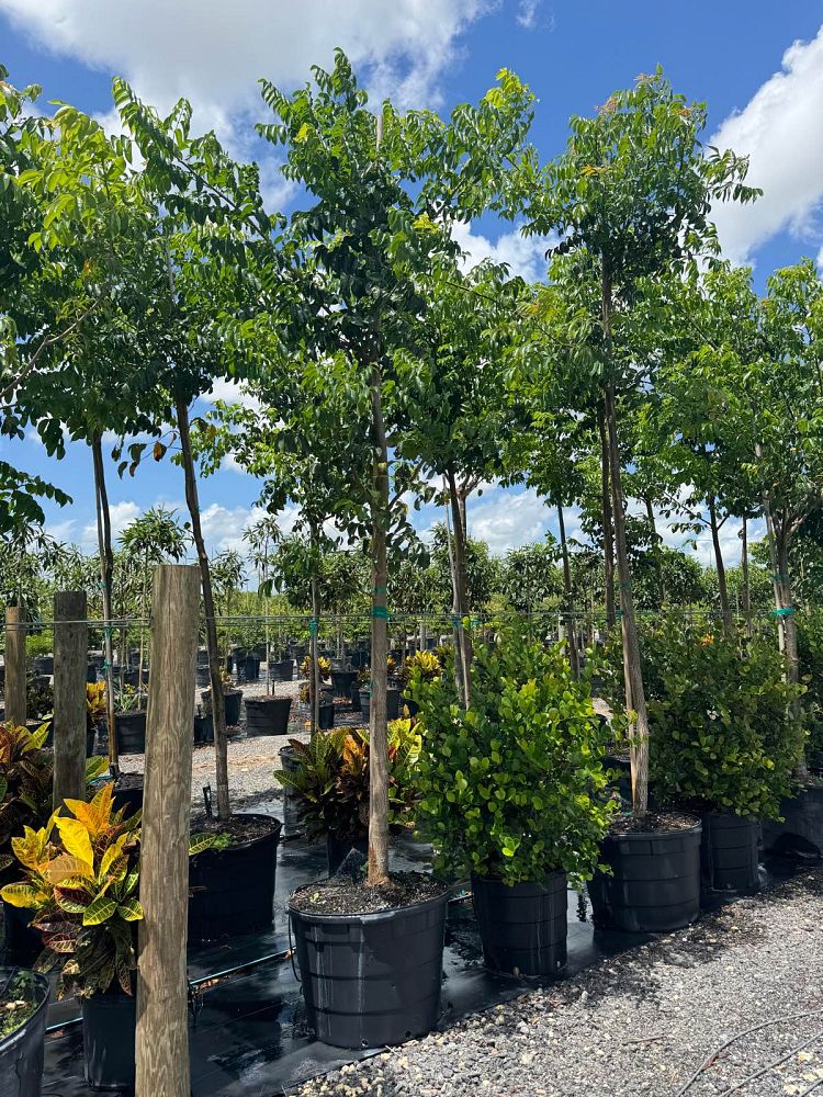 bursera-simaruba-gumbo-limbo
