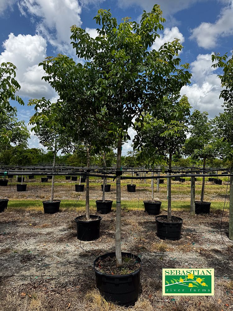 bursera-simaruba-gumbo-limbo