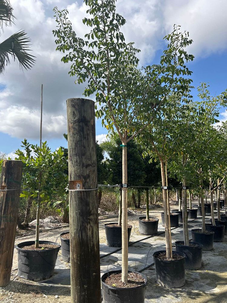 bursera-simaruba-gumbo-limbo