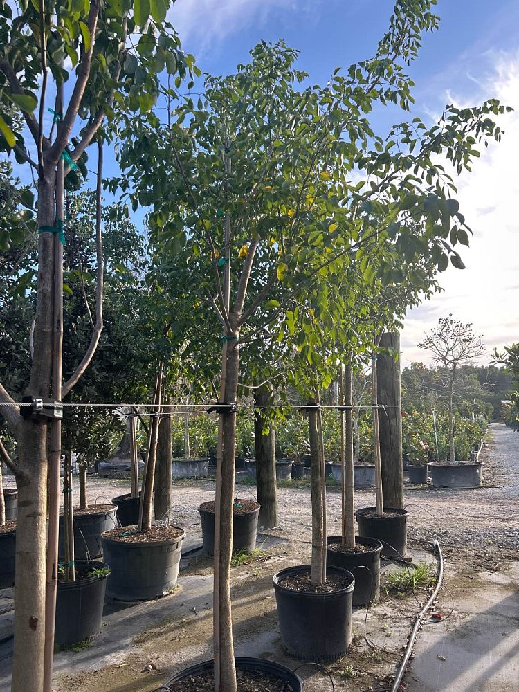 bursera-simaruba-gumbo-limbo