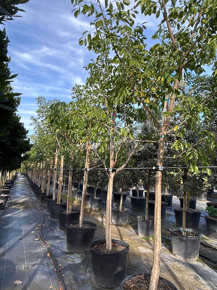 bursera-simaruba-gumbo-limbo