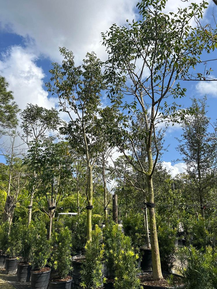 bursera-simaruba-gumbo-limbo