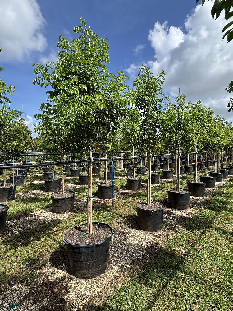 bursera-simaruba-gumbo-limbo