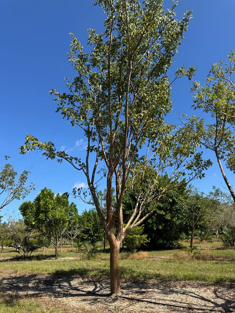 bursera-simaruba-gumbo-limbo