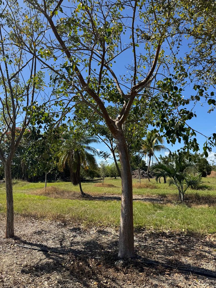 bursera-simaruba-gumbo-limbo