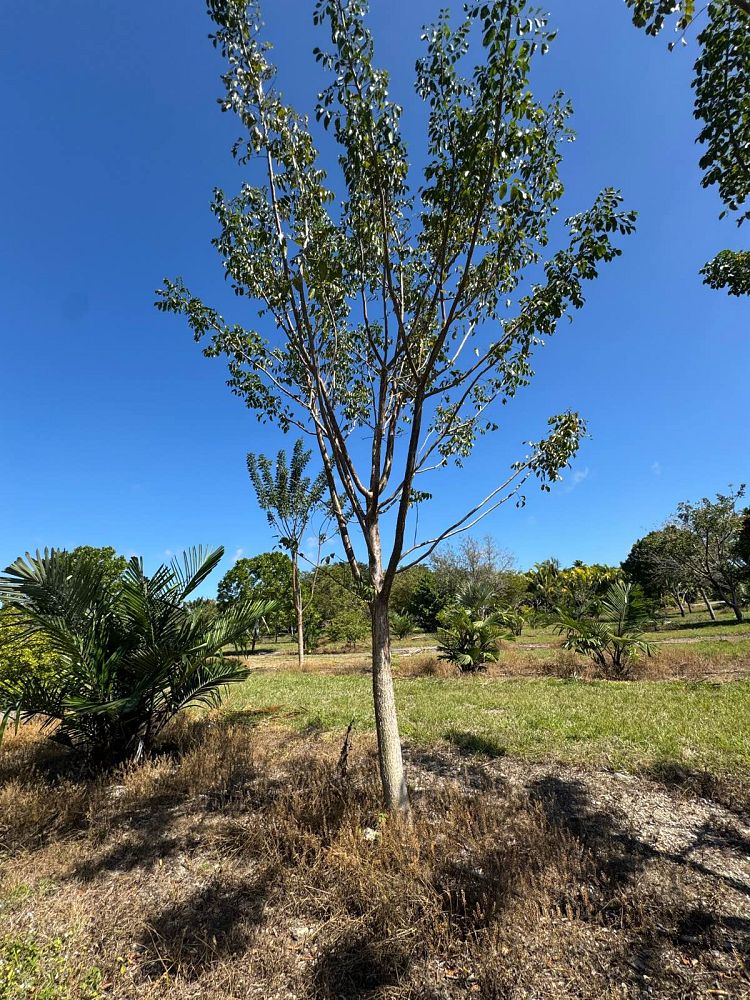 bursera-simaruba-gumbo-limbo