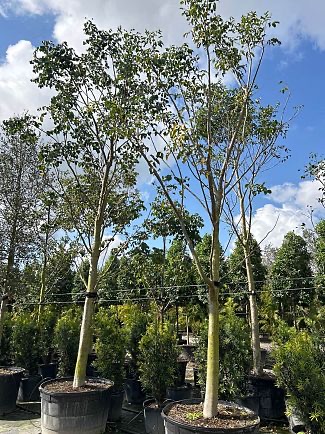 bursera-simaruba-gumbo-limbo
