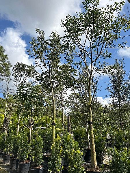 bursera-simaruba-gumbo-limbo