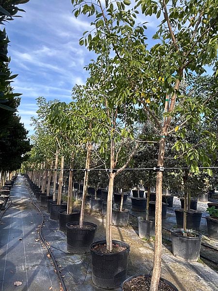 bursera-simaruba-gumbo-limbo