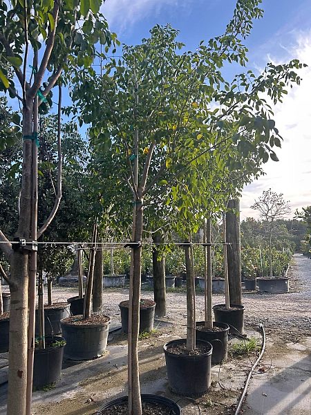bursera-simaruba-gumbo-limbo