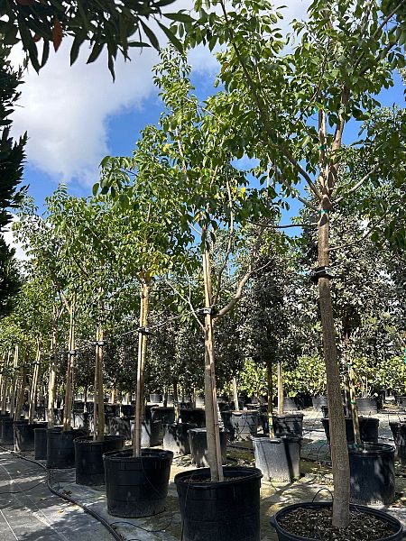 bursera-simaruba-gumbo-limbo