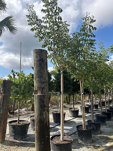 bursera-simaruba-gumbo-limbo