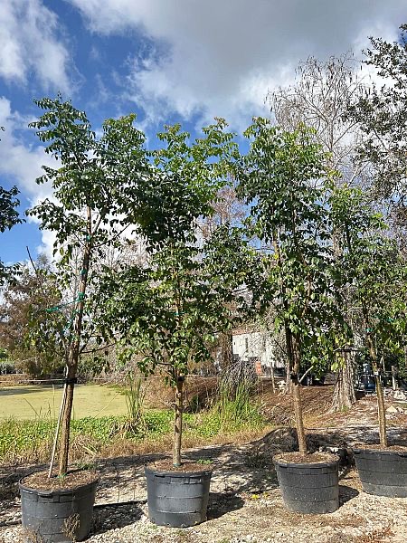 bursera-simaruba-gumbo-limbo
